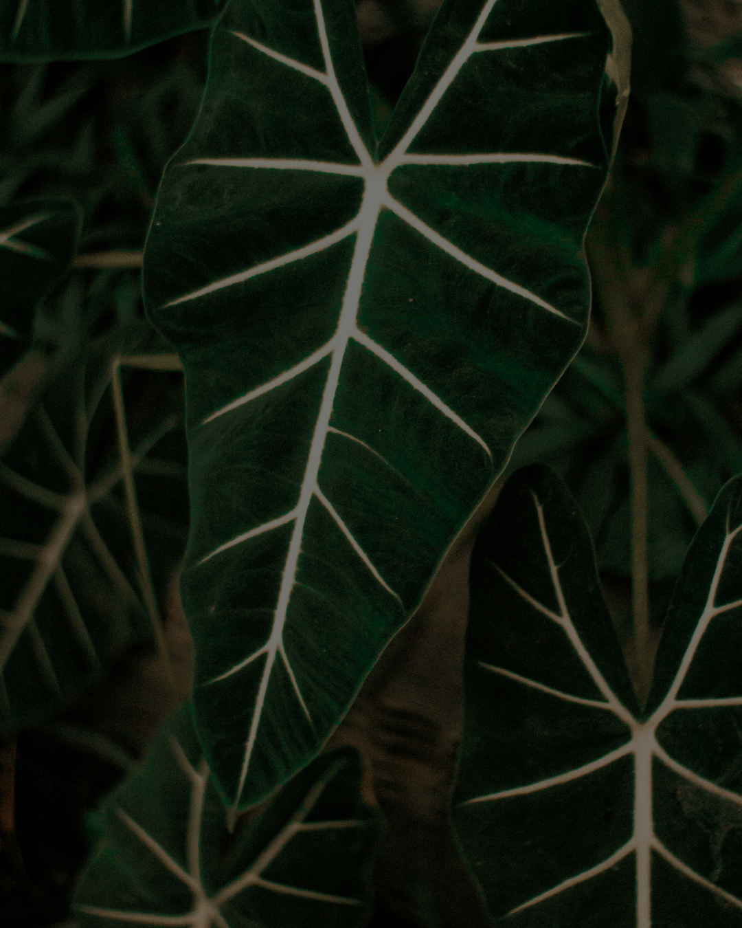 MOS Living Australia